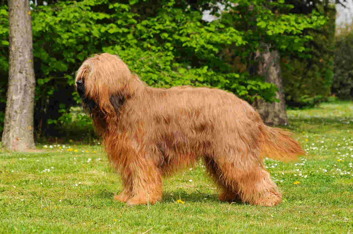 owczarek briard