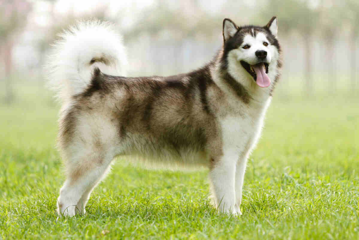alaskan malamute