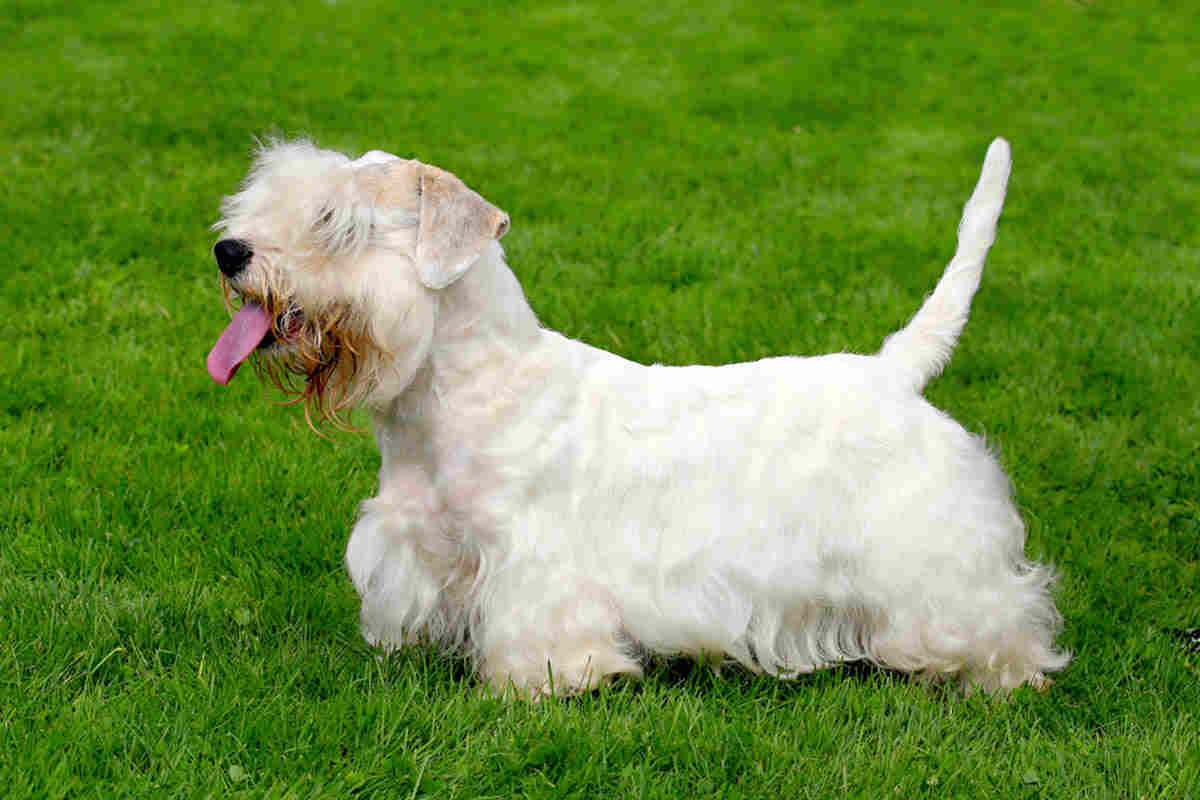 sealyham terrier