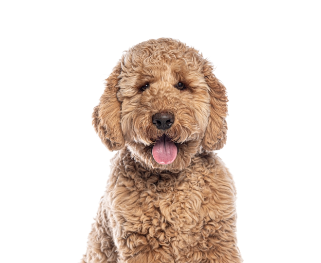 labradoodle