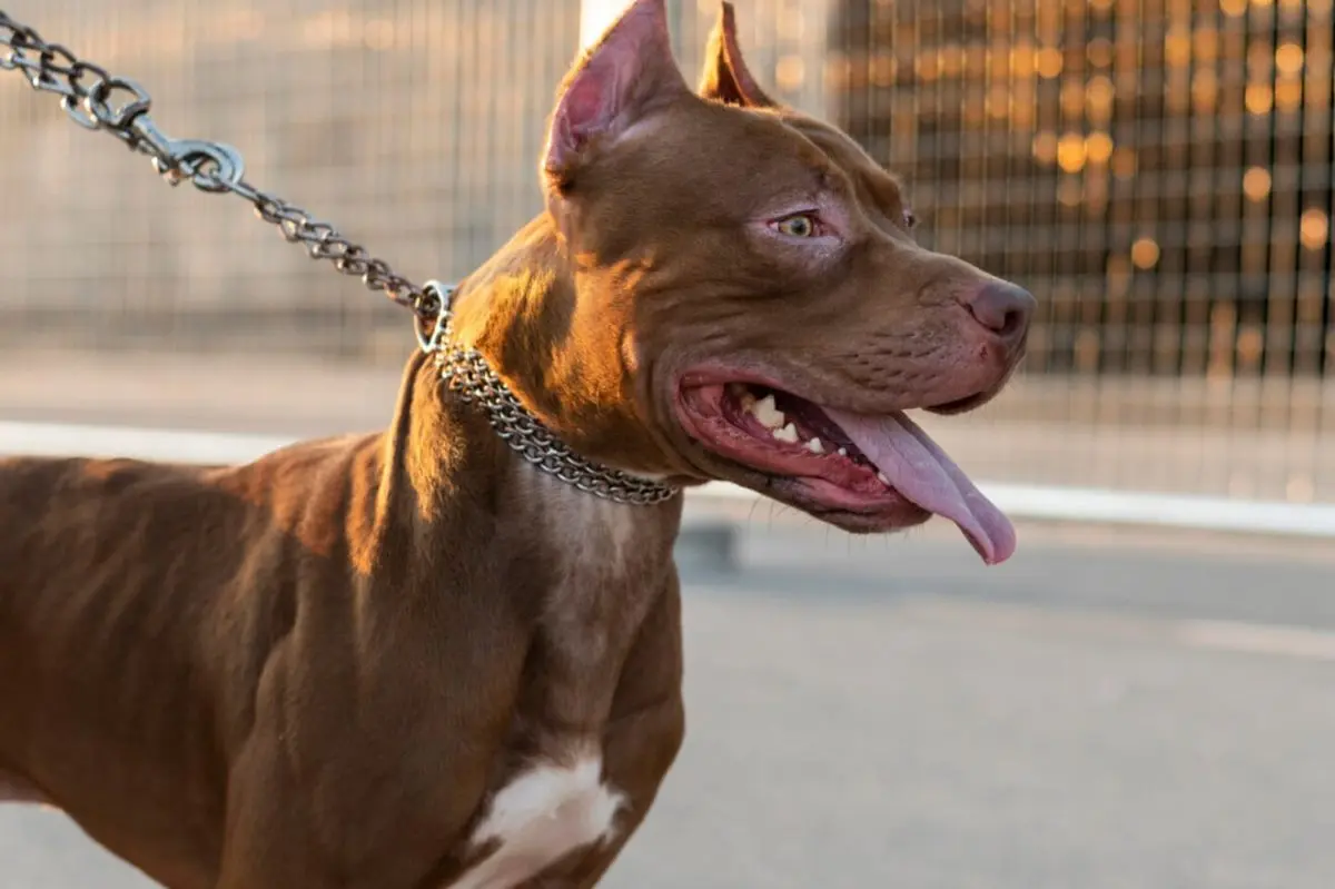 Psy Rasy Dog Rasy psów – spis wszystkich ras ZKwP i nieuznanych | Psy.pl