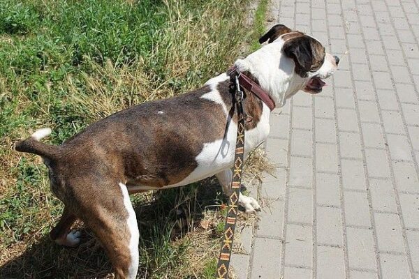Najpierw adoptowali, a potem skazali na śmierć głodową