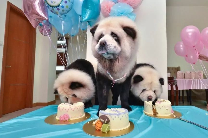 Chow-chow panda