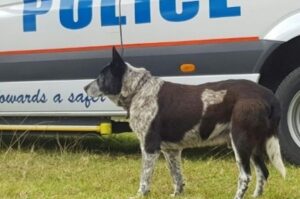 Niewidomy i głuchy pies uratował zaginioną dziewczynkę