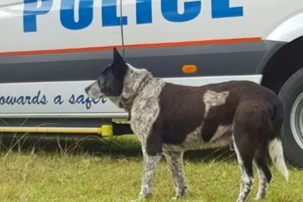 Niewidomy i głuchy pies uratował zaginioną dziewczynkę
