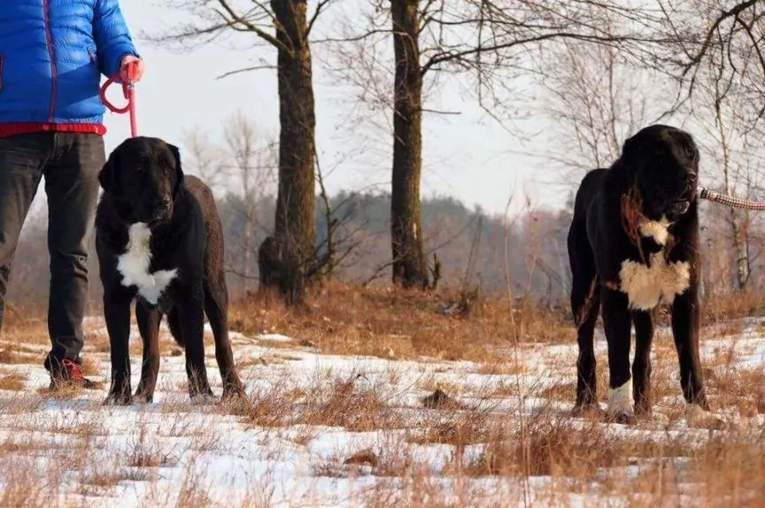 Zanim kupisz owczarka środkowoazjatyckiego