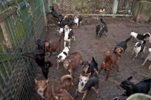 Wszystkie psy na posesji