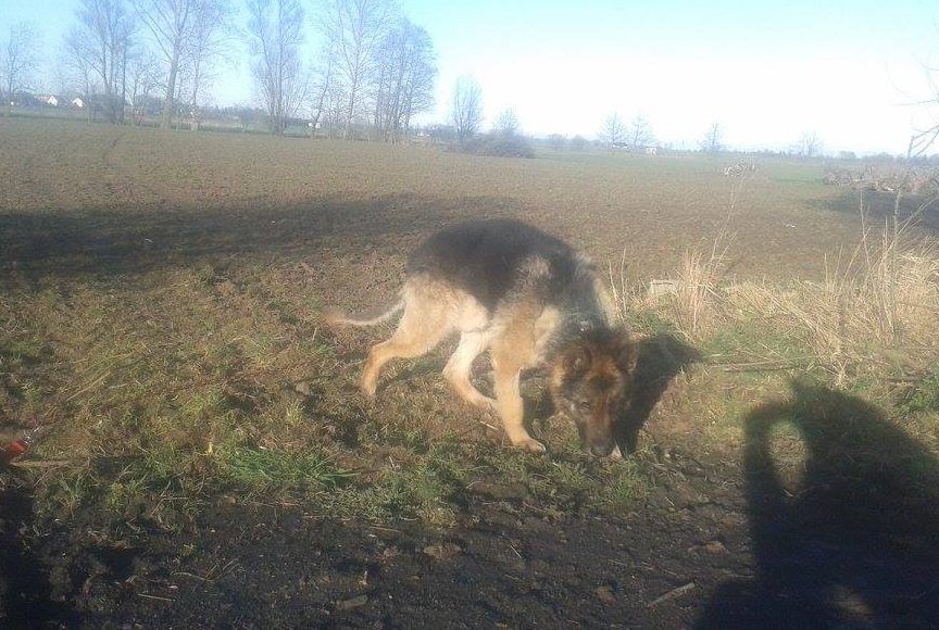 Uratowany owczarek