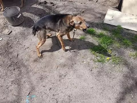 Pies na łańcuchu