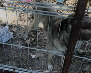 Kangal w kojcu