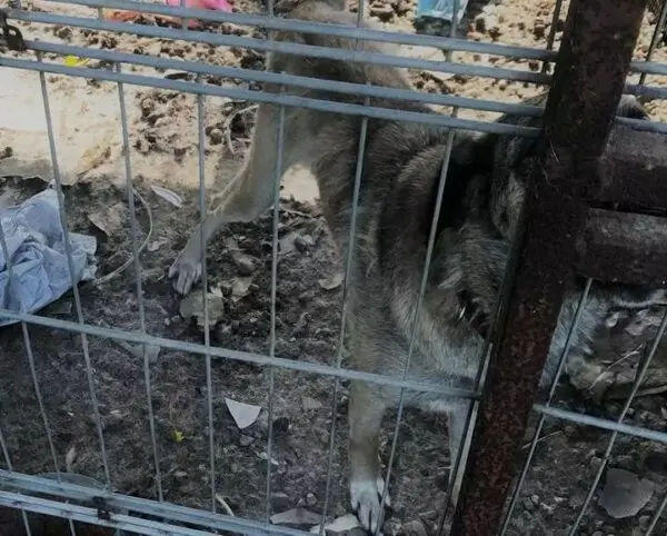 Z ringu wystawowego do kojca bez wody i jedzenia. Bo zachorowała