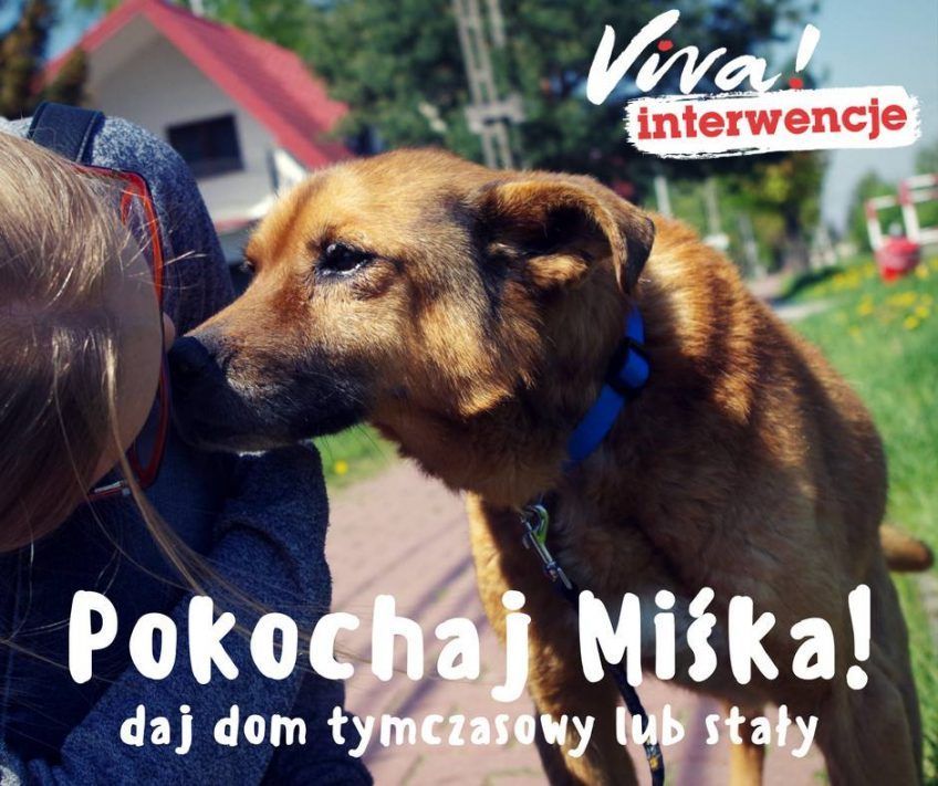 Misiek do adopcji
