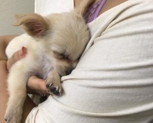 Znaleziona chihuahua
