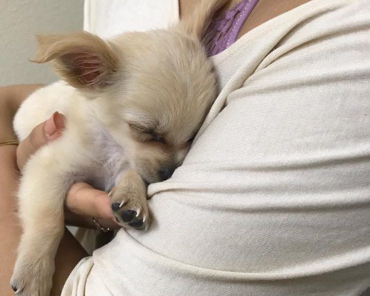 Znaleziona chihuahua