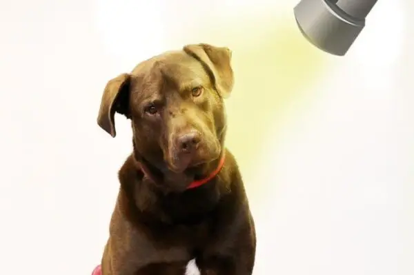 Labrador i hipopotam. Który z nich jest mordercą, a który ofiarą?