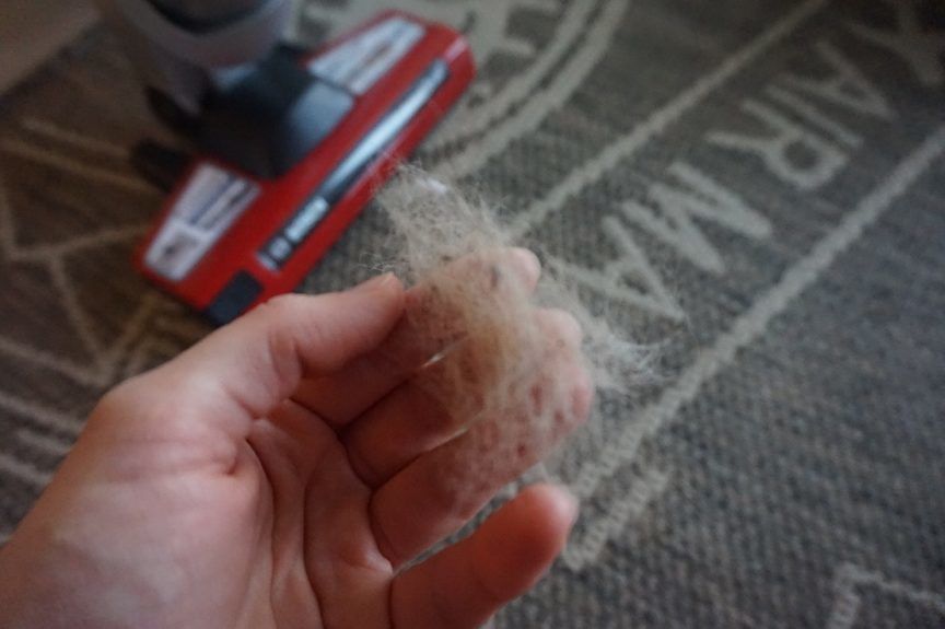 Sierść psa, odkurzacz bosch