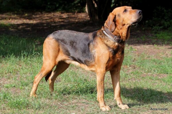 Zanim kupisz ogara polskiego