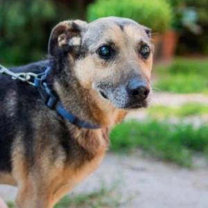 Ralfik – pies do adopcji: 13 lat, Kundelek, Pies