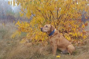 Badanie sierści psa - Dino