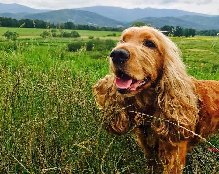 Cocker spaniel