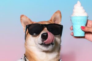 Przebrany shiba