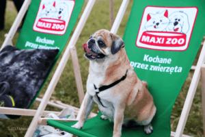 Pies siedzi na leżaku firmowym sklepu zoologicznego Maxi Zoo