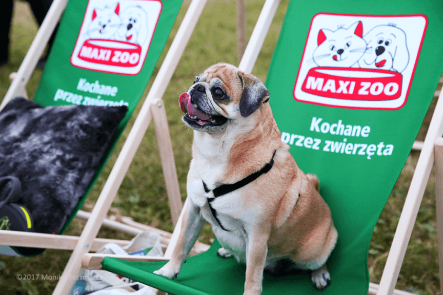 Pies siedzi na leżaku firmowym sklepu zoologicznego Maxi Zoo