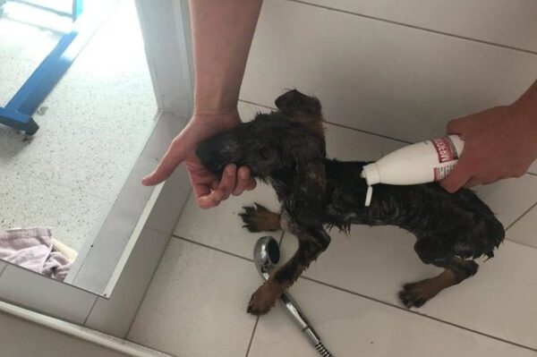 Bałagan, niepełnosprawna kobieta, pijani mężczyźni. Do tego 7 psów z żebrami na wierzchu
