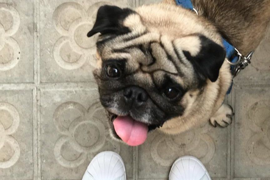 Mops Mochi