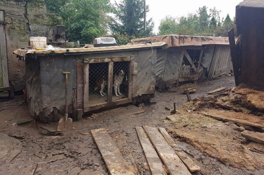 Kilkadziesiąt psów u p. Antoniny