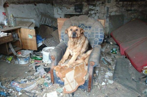 Suczka zmarła po 11 latach w garażu