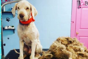 Groomer i cud