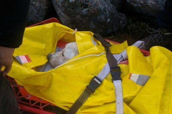 Labrador odnaleziony