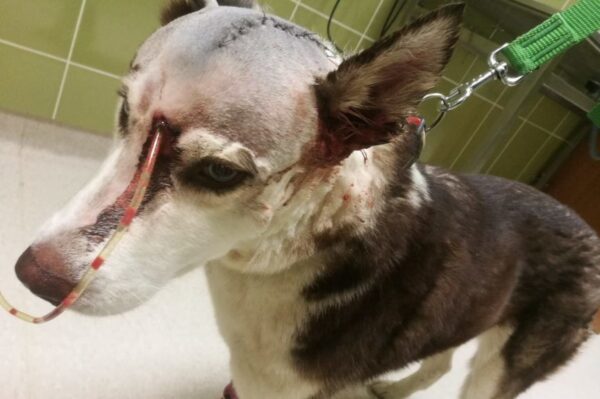 Sprawca pobicia zatrzymany