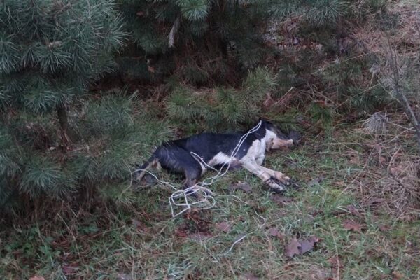 Ktoś udusił suczkę sznurkiem. Policja szuka sprawcy