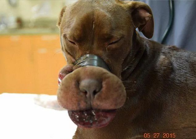 Pitbulka z zaklejonym pyskiem
