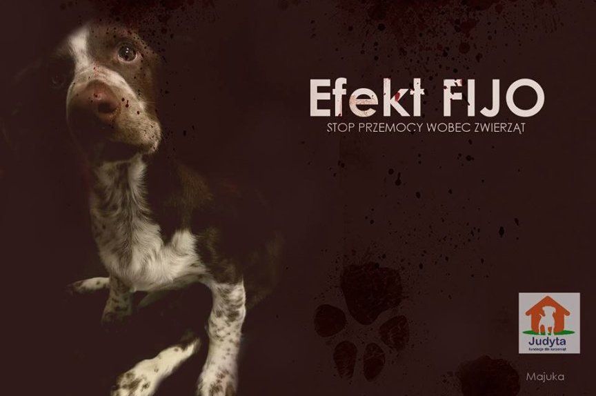 Właściciel Fijo niewinny