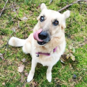 Rachel – pies do adopcji: 10 lat, Kundelek, Suczka