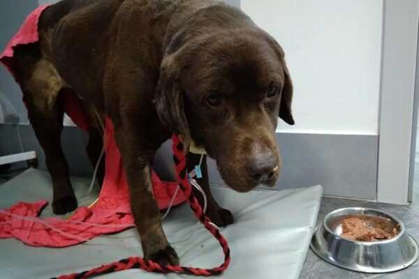 Kto pobił i przywiązał do drzewa czekoladowego labradora?