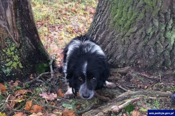 Policjanci uratowali kundelka