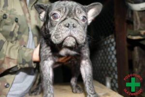 Pseudohodowla buldożków francuskich