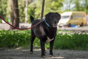 Gufi wrócił z adopcji