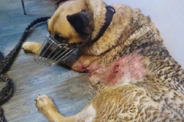 małżeństwo znęcało się nad psem