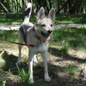 Kajko – pies do adopcji: 11 lat, Kundelek, Pies