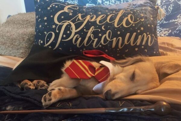 Harry Potter i pies