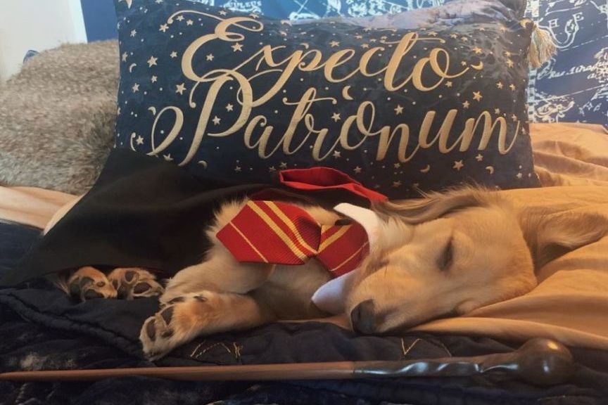 Harry Potter i pies
