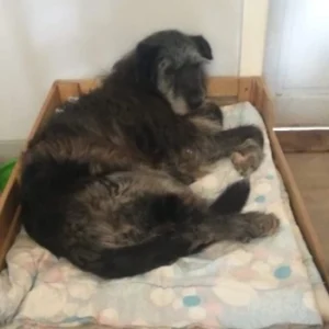 Amant – pies do adopcji: 15 lat, Kundelek, Pies