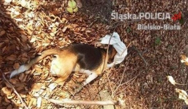 Kto zabił beagle’a i porzucił go w lesie? Jest zwrot w sprawie