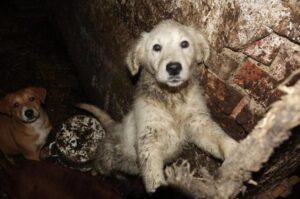 Makabryczna pseudohodowla została zlikwidowana