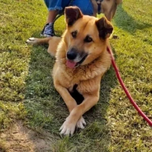 Malwa – pies do adopcji: 6 lat, Kundelek, Suczka
